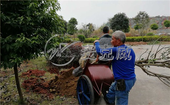 麥克威天窗春季植樹節活動1
