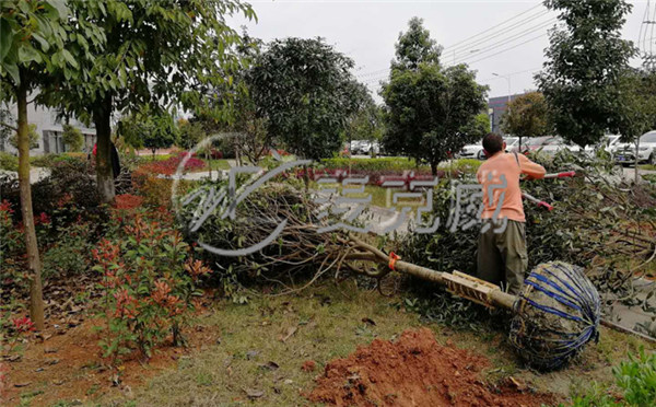 麥克威天窗春季植樹節活動2